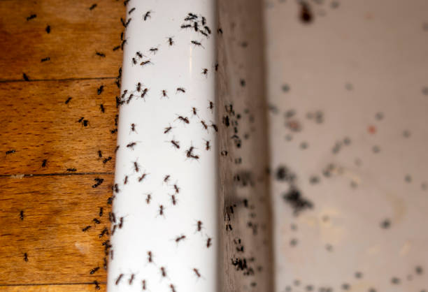 Best Best Pest Control Companies  in Marion, TX