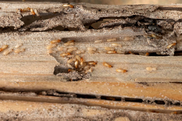 Best Mosquito Control Services  in Marion, TX